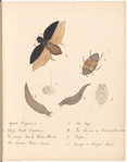 Ink and watercolor illustrations of four stages of the development of the water-beetle, from egg to adult; with manuscript labels