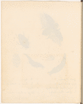 Ink and watercolor illustrations of four stages of the development of the water-beetle, from egg to adult; with manuscript labels