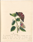 Watercolor illustration of the nettle butterfly, in various life stages, on the leaves of a plant, with manuscript description, signed “M.P., 1824”