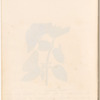 Watercolor illustration of the nettle butterfly, in various life stages, on the leaves of a plant, with manuscript description, signed “M.P., 1824”