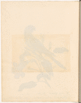 The scaly-breasted parakeet