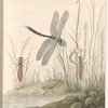 Watercolor illustration of the dragonfly, in various stages of
development, at a grassy bank
