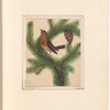 Mounted watercolor of a brown bird in a pine tree, signed “Perrott 1924”