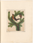 Mounted watercolor of a brown bird in a pine tree, signed “Perrott 1924”