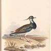 Watercolor of bird at the shore