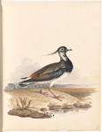 Watercolor of bird at the shore