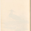 Watercolor of bird at the shore