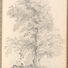 Mounted pencil drawing of a tree, signed “M.F. 1823”