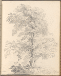 Mounted pencil drawing of a tree, signed “M.F. 1823”