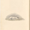 Watercolor of a sleeping dog