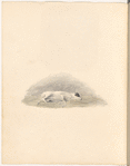 Watercolor of a sleeping dog