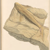 Fossil fish found on Carzington Hill Oxon