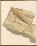 Fossil fish found on Carzington Hill Oxon