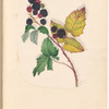 Mounted watercolor of blackberries on a vine