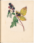 Mounted watercolor of blackberries on a vine