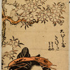 The oiran Kisokata of Ohishiya walking beneath a cherry tree