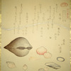 Flower Shells (Hanagai), Ark Shells (Akagai) and Squirting Shells (Shiofukigai)