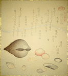 Flower Shells (Hanagai), Ark Shells (Akagai) and Squirting Shells (Shiofukigai)