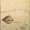 Flower Shells (Hanagai), Ark Shells (Akagai) and Squirting Shells (Shiofukigai)