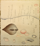 Flower Shells (Hanagai), Ark Shells (Akagai) and Squirting Shells (Shiofukigai)