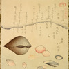 Flower Shells (Hanagai), Ark Shells (Akagai) and Squirting Shells (Shiofukigai)
