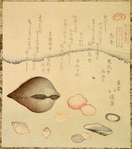 Flower Shells (Hanagai), Ark Shells (Akagai) and Squirting Shells (Shiofukigai)