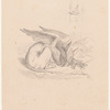 Drawing of the Gryphon asleep