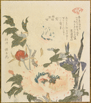 Iris and Peony, from the series Plants for the Kasumi Circle