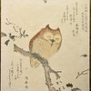 Owl on magnolia branch