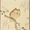 Owl on magnolia branch