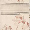 Plum blossoms