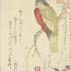 Parrot on bough