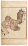 The Camel (Shutur)