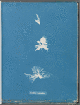 Bryopsis hypnoides