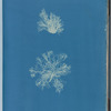 Calothrix confervicola