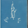 Lyngbya Carmichaelii