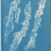 Ulva bullosa