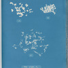 Ulva crispa, A.