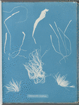 Enteromorpha compressa