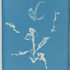 Enteromorpha ramulosa