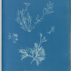 Exilaria crystallinum, parasitic