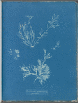 Exilaria crystallinum, parasitic