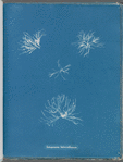 Schizonema helminthosum