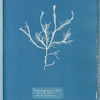 Fucus aruginosus? Turner. "Red Sea, Lisbon." New to Britain