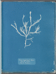 Fucus aruginosus? Turner. "Red Sea, Lisbon." New to Britain