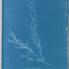 Dichloria viridis