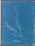 Dichloria viridis