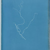 Sporochnus rhizodes β paradoxa