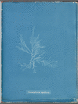 Gloiosiphonia capillaris