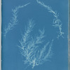 Delesseria hypoglossum